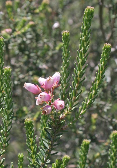 Erica terminalis, Erica tirrenica, Mamma scova, Salina mascu, Scova burda, Scovedu, Scovitzi, Tuvara, Tuvaredda