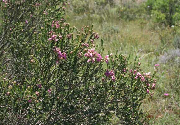 Erica terminalis, Erica tirrenica, Mamma scova, Salina mascu, Scova burda, Scovedu, Scovitzi, Tuvara, Tuvaredda