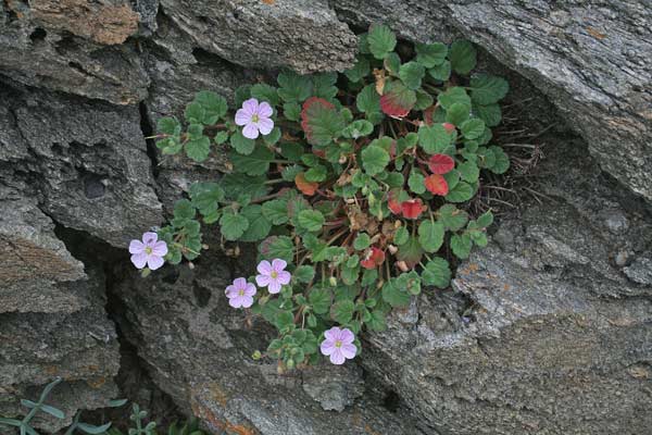 Erodium corsicum, Becco di gru corso, Agullas de S. Maria, Erba de agullas, Frocchitteddas