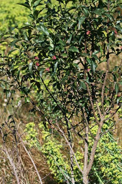 Euonymus europaeus, Berretta da prete, Fusaggine, Arangixeddu arrubiu, Boladiga, Bolantiga, Caffei burdu, Cappedd'e predi, Oladiga, Sambinzu