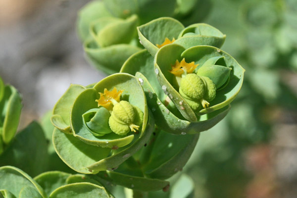 Euphorbia paralias, Euforbia marittima, Battiuriga, Cacalettu, Lattorighe, Runtza