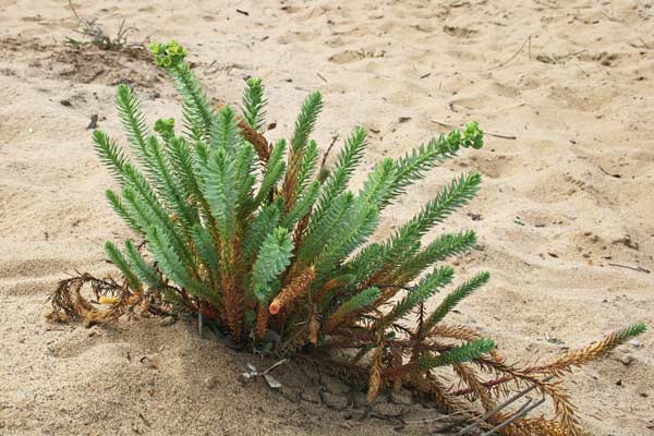 Euphorbia paralias, Euforbia marittima, Battiuriga, Cacalettu, Lattorighe, Runtza