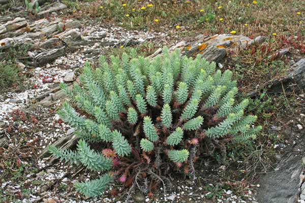 Euphorbia pithyusa, Euforbia delle Baleari, Caccalettu, Lattorighe, Runtza