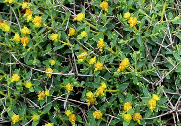 Euphorbia spinosa, Euforbia spinosa, Frori de spina, Lattorighe