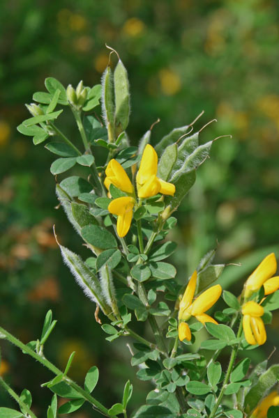 Genista monspessulana, Citiso di Montpellier, Rutaccio, Corramusa, Martigusa, Semegusa