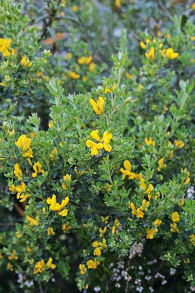 Genista monspessulana, Citiso di Montpellier, Rutaccio, Corramusa, Martigusa, Semegusa