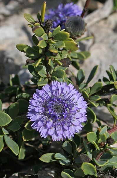 Globularia alypum, Alipo, Vedovelle cespugliose, Fiudedda aresti, Viudedda aresti