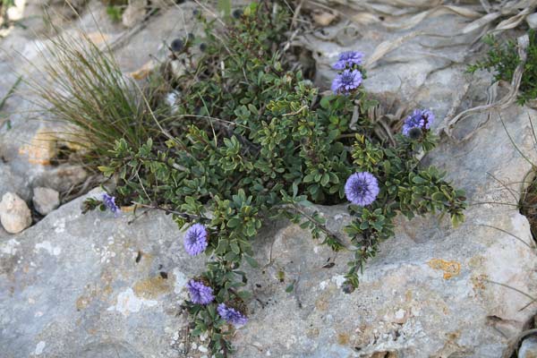 Globularia alypum, Alipo, Vedovelle cespugliose, Fiudedda aresti, Viudedda aresti