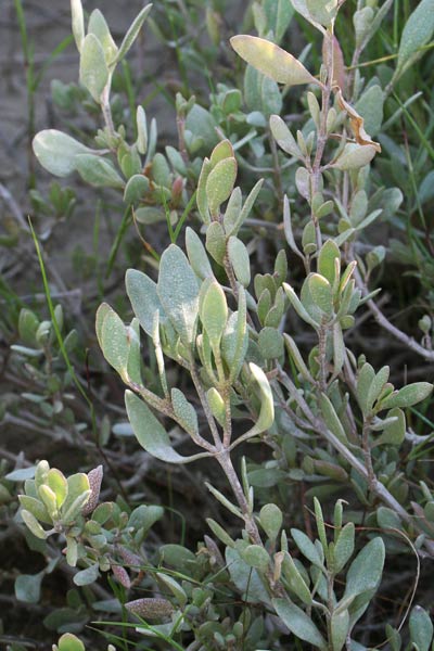 Halimione portulacoides, Atriplice portulacoide, Azibba, Elimedda, Elimeddu, Zibba