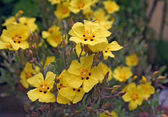 Halimium halimifolium, Cisto giallo, Cisto alimo, Mucciu biancu, Murdegu alimu, Murdegu biancu