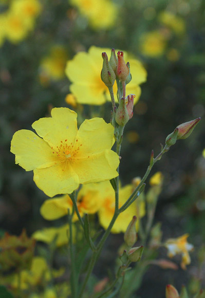 Halimium halimifolium, Cisto giallo, Cisto alimo, Mucciu biancu, Murdegu alimu, Murdegu biancu