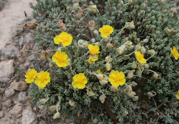 Helianthemum caput-felis, Eliantemo testa di micio