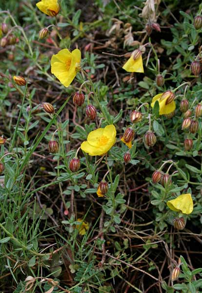 Helianthemum croceum, Eliantemo color zafferano