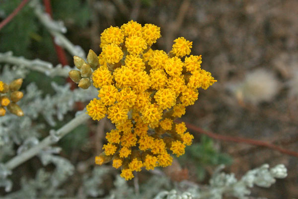 Helichrysum microphyllum subsp. tyrrhenicum, Elicriso, Perpetuini, Bruschiadinu, Erba de Santa Maria, Frore de Santu Juanne, Scova de Santa Maria, Uscradina, Uscradinu