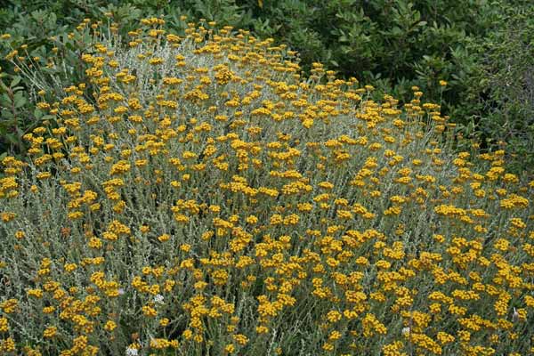 Helichrysum microphyllum subsp. tyrrhenicum, Elicriso, Perpetuini, Bruschiadinu, Erba de Santa Maria, Frore de Santu Juanne, Scova de Santa Maria, Uscradina, Uscradinu