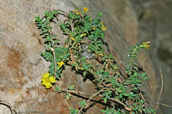 Hypericum aegypticum subsp. webbii, Erba di San Giovanni di Webb, Iperico di webb
