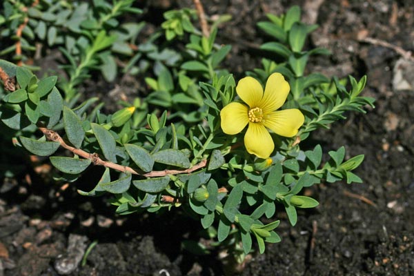 Hypericum aegypticum subsp. webbii, Erba di San Giovanni di Webb, Iperico di webb
