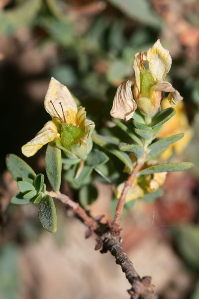 Hypericum aegypticum subsp. webbii, Erba di San Giovanni di Webb, Iperico di webb
