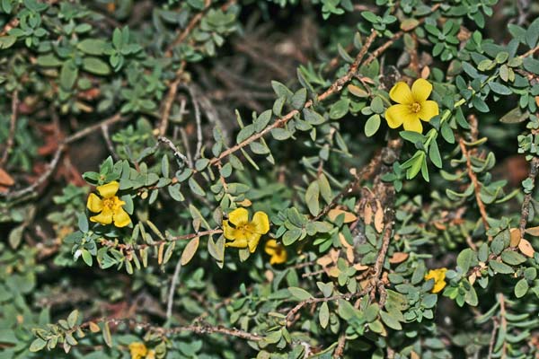 Hypericum aegypticum subsp. webbii, Erba di San Giovanni di Webb, Iperico di webb