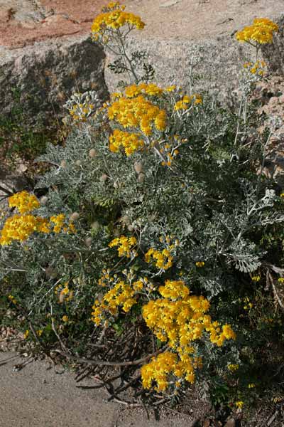 Jacobaea maritima, Cineraria