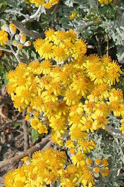 Jacobaea maritima, Cineraria