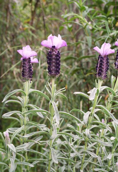 Lavandula stoechas, Lavanda selvatica, Steca, Stècade, Stigadosso, Abioi, Arkimissa, Ispigula areste, Spigula areste