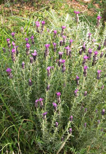 Lavandula stoechas, Lavanda selvatica, Steca, Stècade, Stigadosso, Abioi, Arkimissa, Ispigula areste, Spigula areste