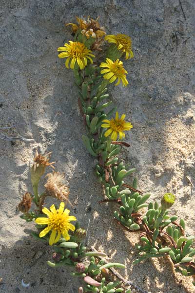 Limbarda crithmoides subsp. longifolia, Enula bacicci, Erba pudescia, E. pudida