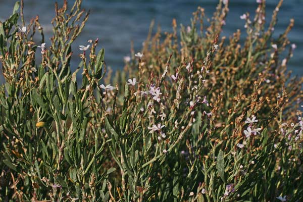 Limoniastrum monopetalum, Limoniastro cespuglioso