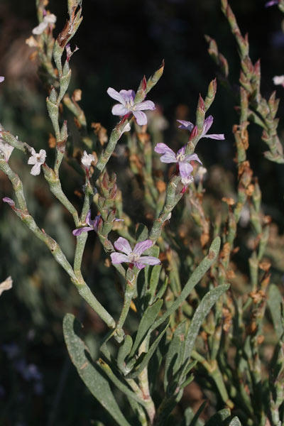 Limoniastrum monopetalum, Limoniastro cespuglioso