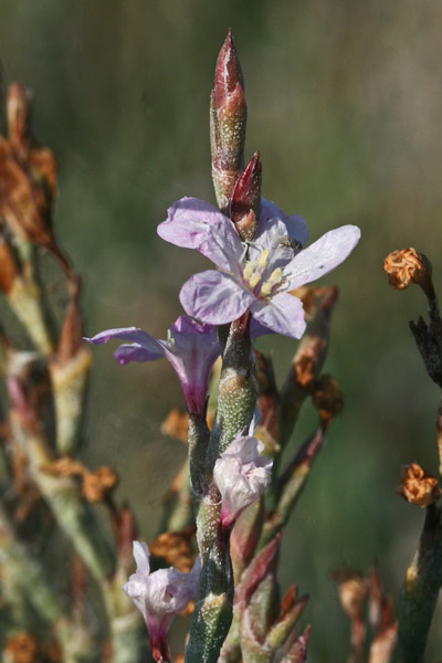 Limoniastrum monopetalum, Limoniastro cespuglioso