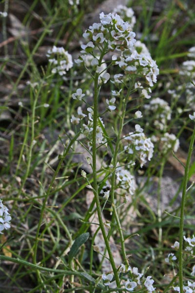 Lobularia maritima, Alisso odoroso, Filigrana comune, Alissu, Filigranu, Filogranu, Foligrana