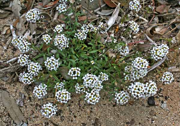 Lobularia maritima, Alisso odoroso, Filigrana comune, Alissu, Filigranu, Filogranu, Foligrana