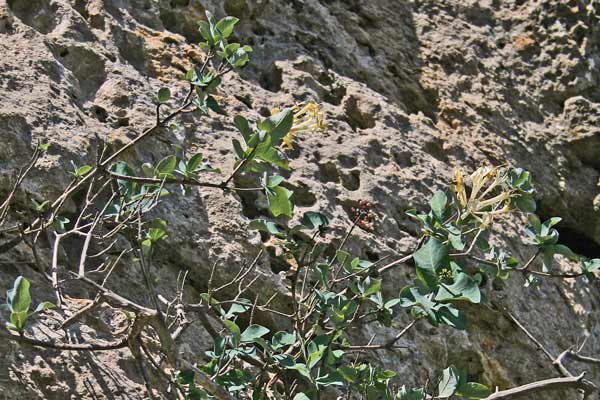 Lonicera cyrenaica, Caprifoglio della Cirenaica