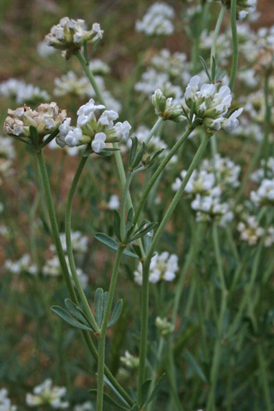 Lotus dorycnium, Moscino, Trifoglino legnoso, Trevulleddu
