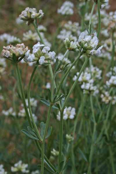 Lotus dorycnium, Moscino, Trifoglino legnoso, Trevulleddu