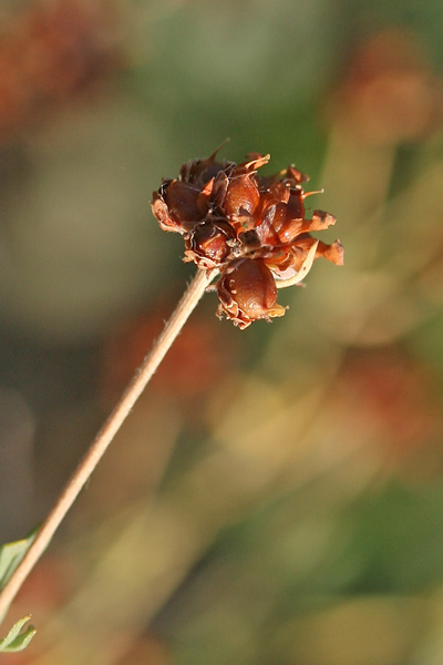 Lotus dorycnium, Moscino, Trifoglino legnoso, Trevulleddu