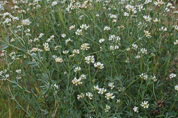 Lotus dorycnium, Moscino, Trifoglino legnoso, Trevulleddu