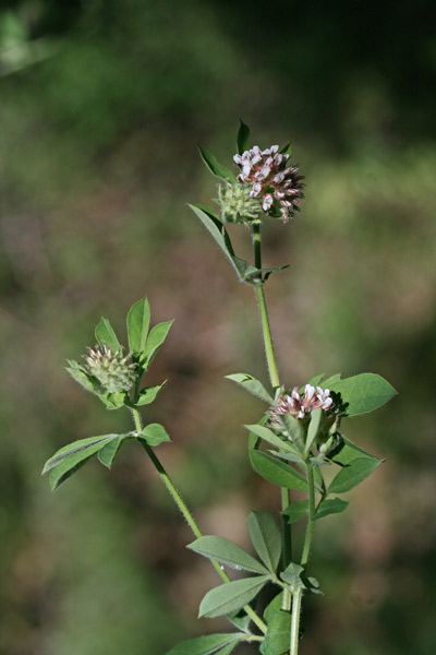 Lotus rectus, Trifoglino palustre, Travullu de arriu, Trevullu de arriu, Trivoddu cabaddinu, Trivozu caddinu, Trivozzu cabaddinu