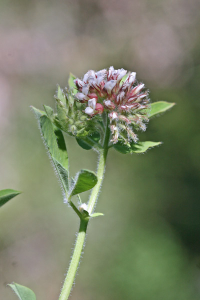 Lotus rectus, Trifoglino palustre, Travullu de arriu, Trevullu de arriu, Trivoddu cabaddinu, Trivozu caddinu, Trivozzu cabaddinu