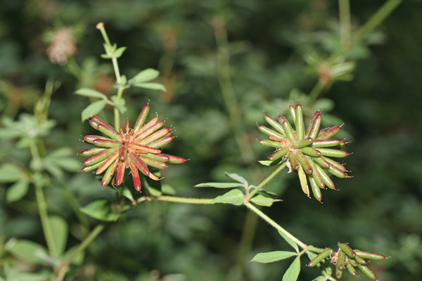 Lotus rectus, Trifoglino palustre, Travullu de arriu, Trevullu de arriu, Trivoddu cabaddinu, Trivozu caddinu, Trivozzu cabaddinu