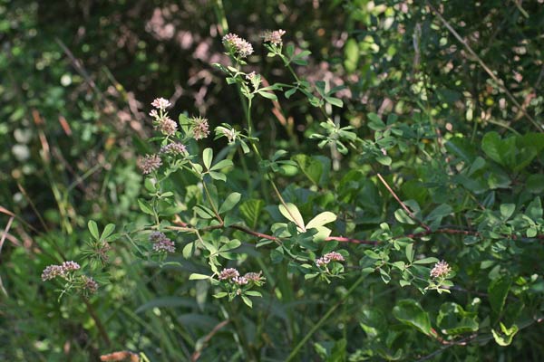 Lotus rectus, Trifoglino palustre, Travullu de arriu, Trevullu de arriu, Trivoddu cabaddinu, Trivozu caddinu, Trivozzu cabaddinu