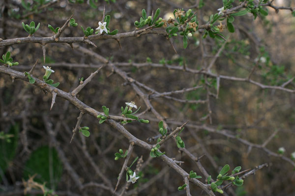 Lycium europaeum, Spina santa comune, Funi de Cristu, Ispina santa, Prunacristi, Spina Cristi, Spina santa, Spinacristi