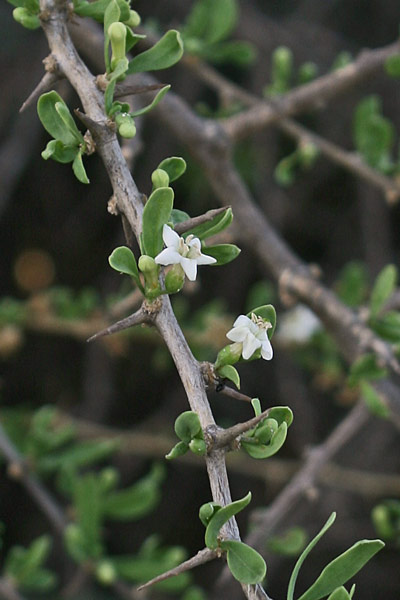 Lycium europaeum, Spina santa comune, Funi de Cristu, Ispina santa, Prunacristi, Spina Cristi, Spina santa, Spinacristi