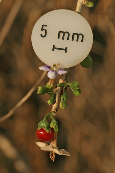 Lycium europaeum, Spina santa comune, Funi de Cristu, Ispina santa, Prunacristi, Spina Cristi, Spina santa, Spinacristi