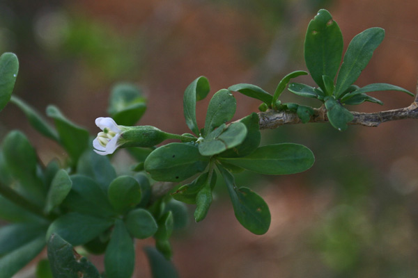 Lycium ferocissimum, Spina santa