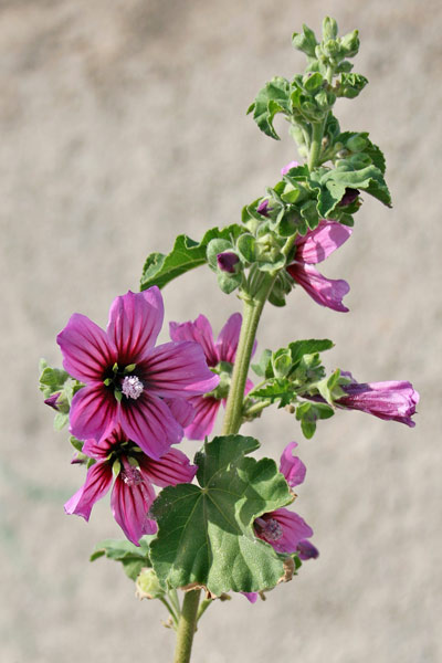 Malva arborea, Malvone maggiore, Malvarburi, Narba arborea, Narba arburi, Narbonia