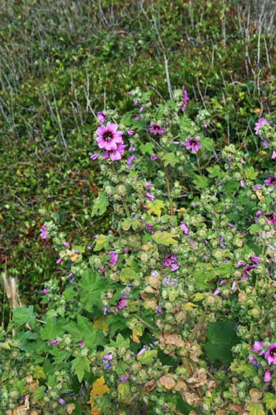 Malva arborea, Malvone maggiore, Malvarburi, Narba arborea, Narba arburi, Narbonia