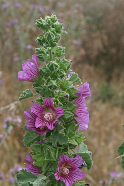 Malva lusitanica, Malvone trilobo, Narbedda, Narbutza