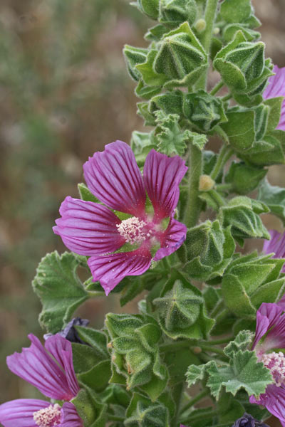 Malva lusitanica, Malvone trilobo, Narbedda, Narbutza